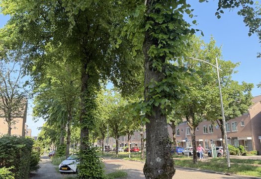 boom aan straat 