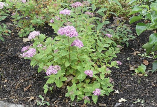 Paarse bloemen