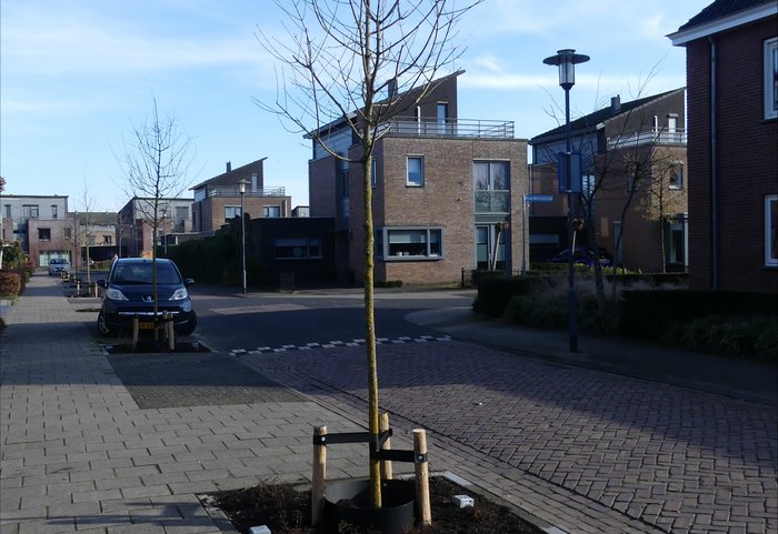 Boom Ien Dalesstraat