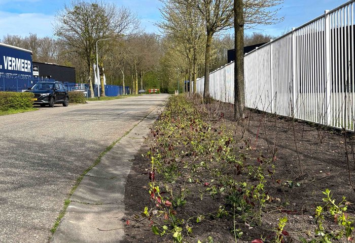 Planten in de berm