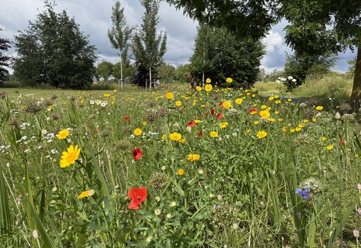 Veld met bloemen