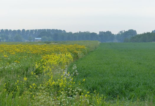 Insectenrijk grasland