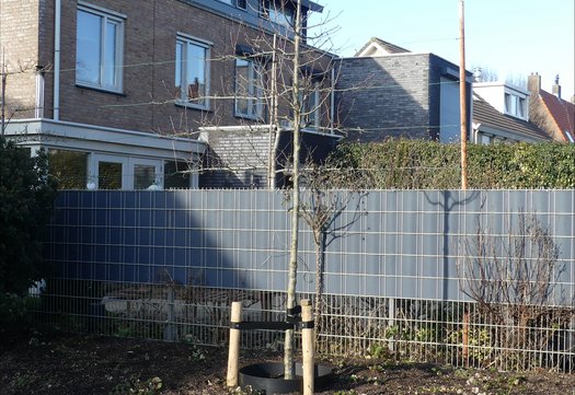 boom in ien Dalesstraat