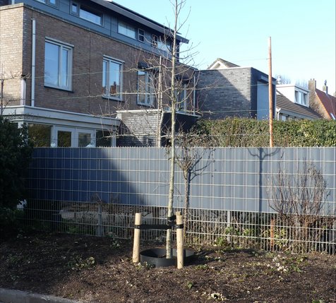 boom Ien Dalesstraat