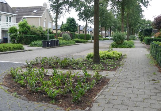 Plantenperk in de Marga Klompélaan in Rijen