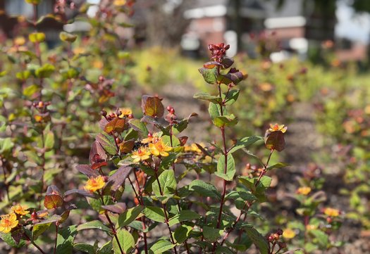 Plant met bloemetjes