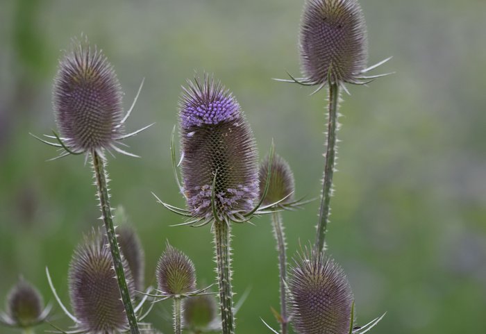 Insectenrijk grasland