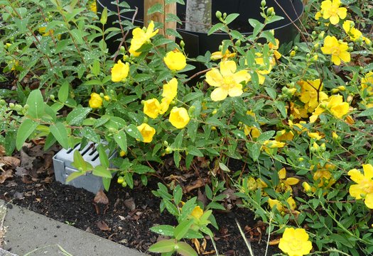 Gele bloemen