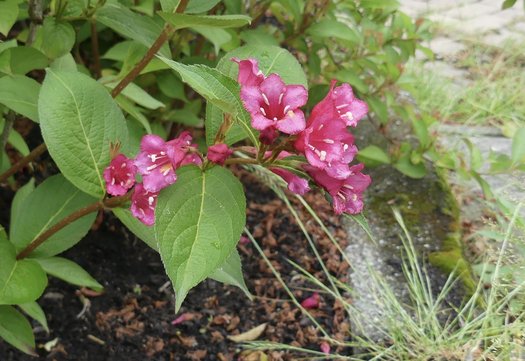 Bloemen in de Wilhelmina Druckerstraat in Rijen