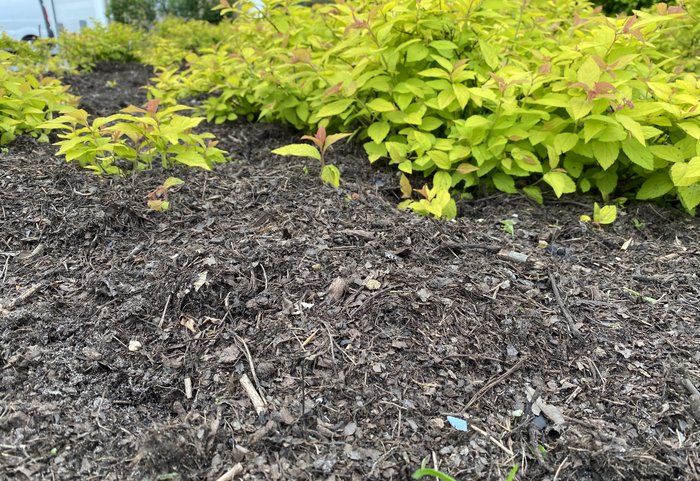 bladmulch