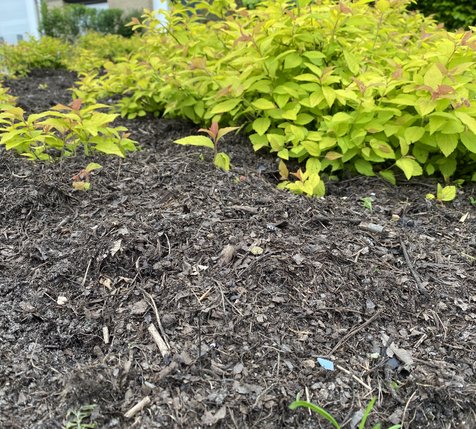 bladmulch