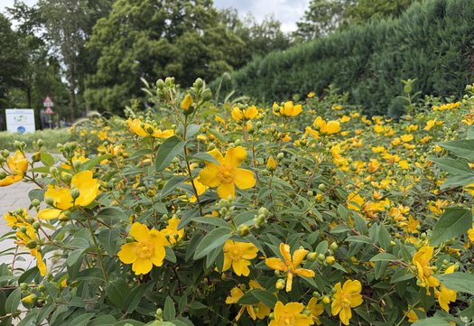 Nog meer gele bloemen