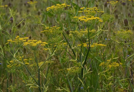 Insectenrijk grasland
