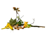 Afbeelding met plant, geel, bloem, kamperfoelie